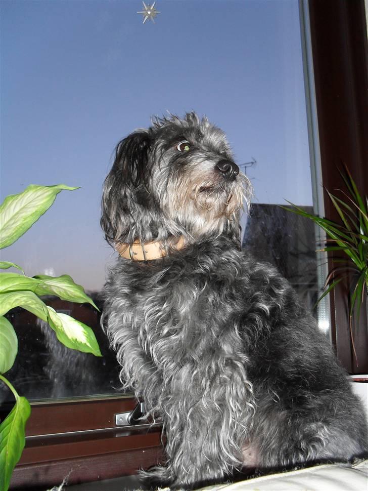 Blanding af racer Max <3 *himmelhund* - mh. gå nu væk :b billede 8