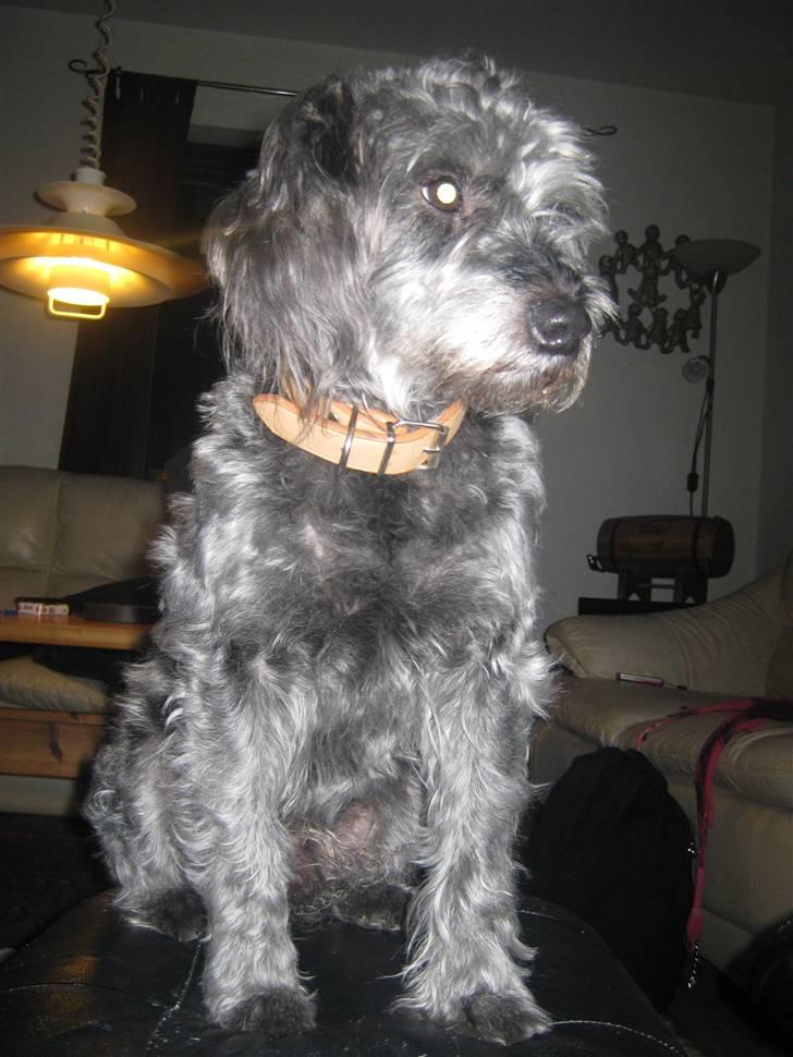 Blanding af racer Max <3 *himmelhund* - Lige blevet klippet :b billede 9