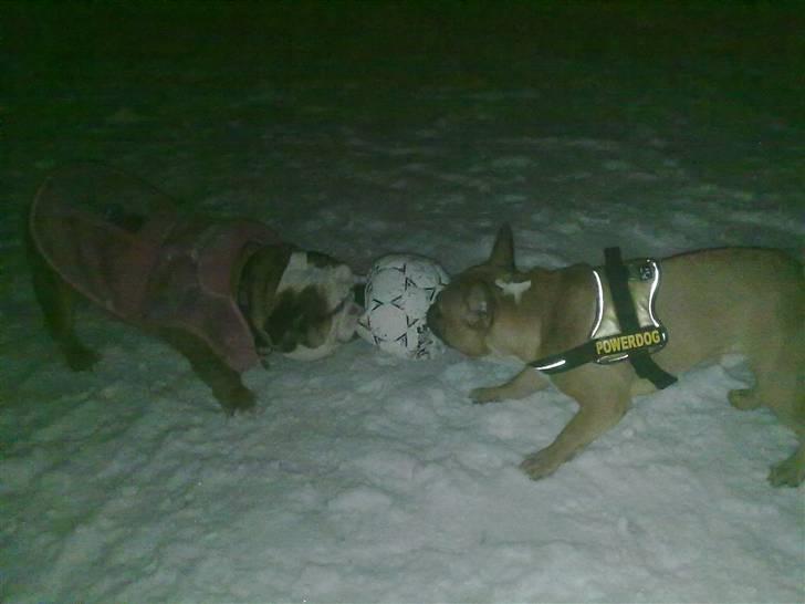 Fransk bulldog Aslan billede 18