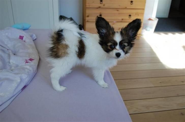 Papillon Juki billede 1