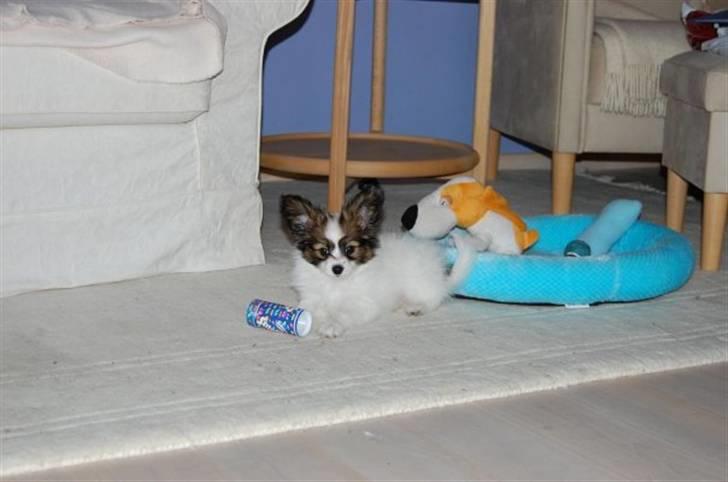 Papillon Juki billede 4