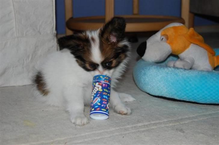 Papillon Juki billede 5