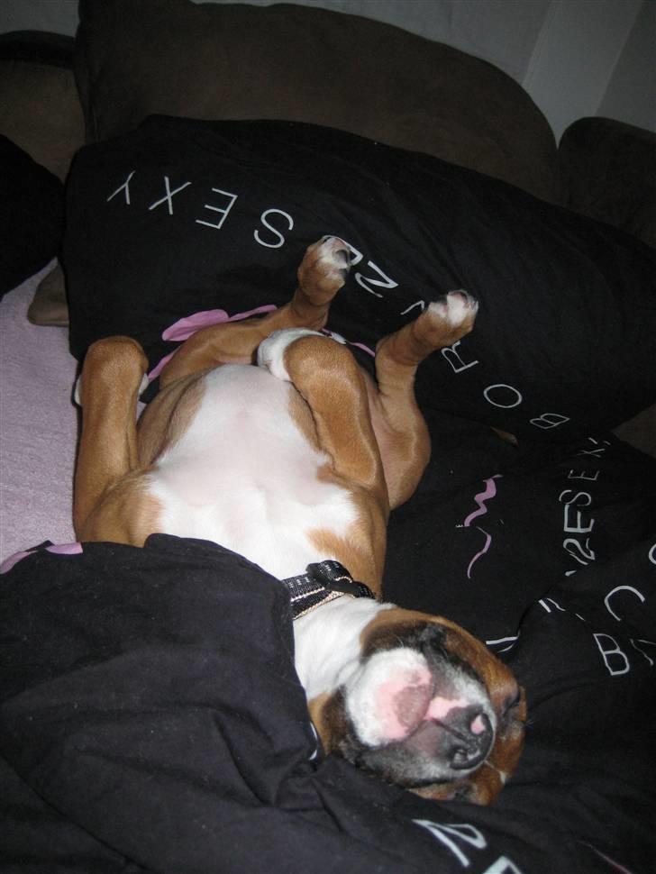 Amerikansk staffordshire terrier Hopé billede 1
