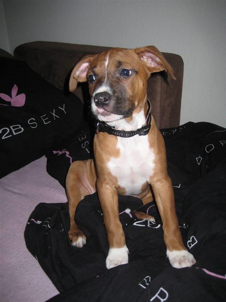 Amerikansk staffordshire terrier Hopé billede 2