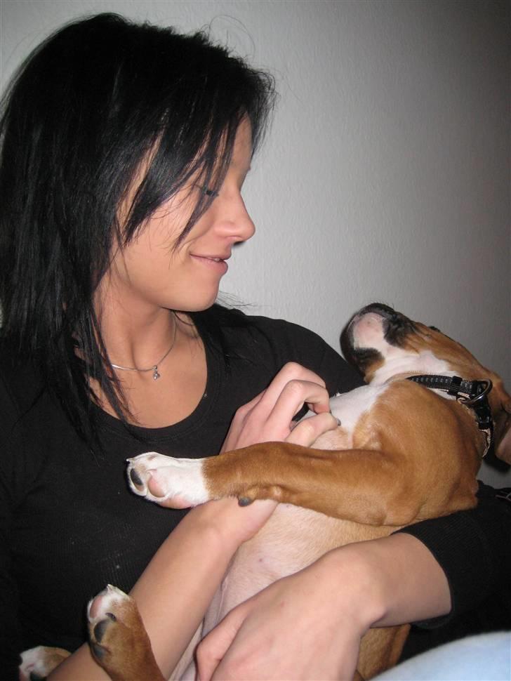 Amerikansk staffordshire terrier Hopé billede 3