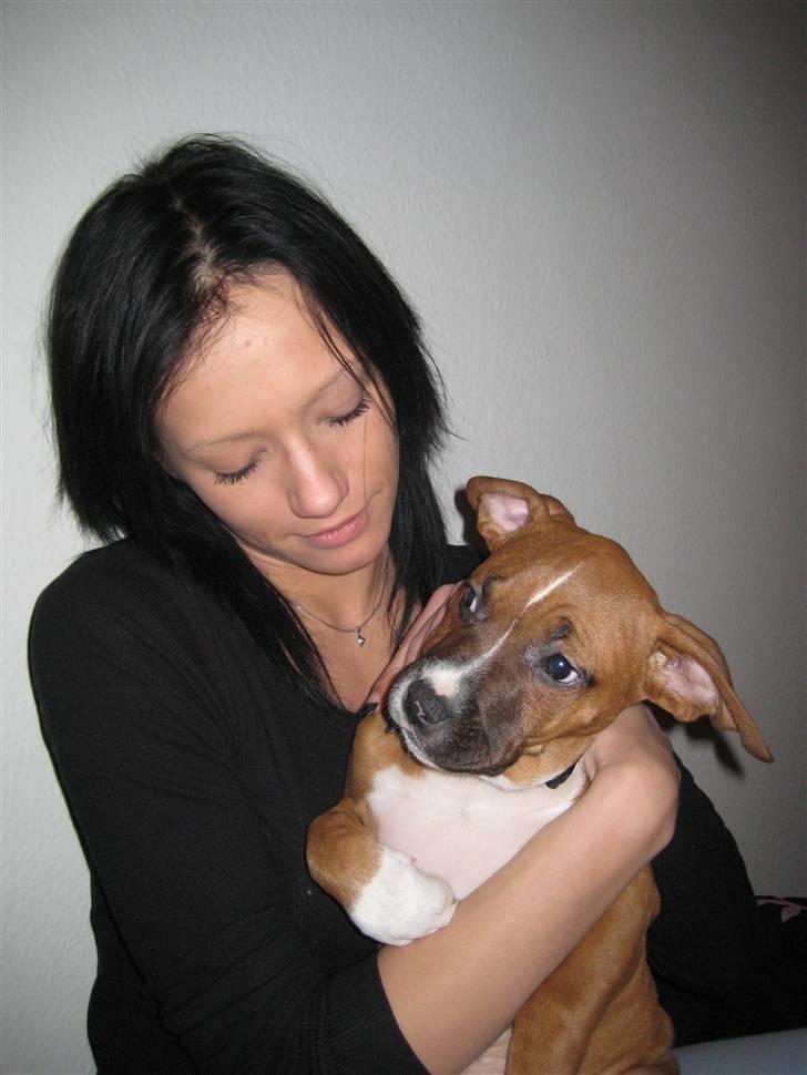 Amerikansk staffordshire terrier Hopé billede 4