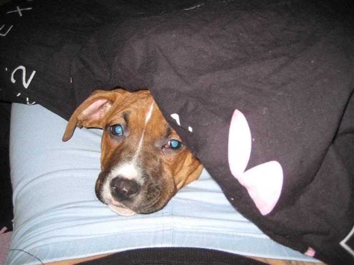 Amerikansk staffordshire terrier Hopé billede 6