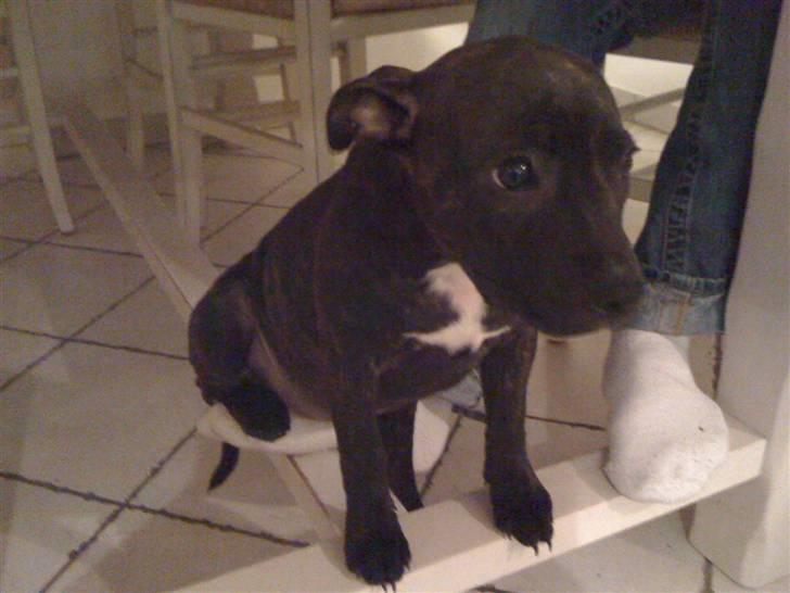 Staffordshire bull terrier Tessie billede 1