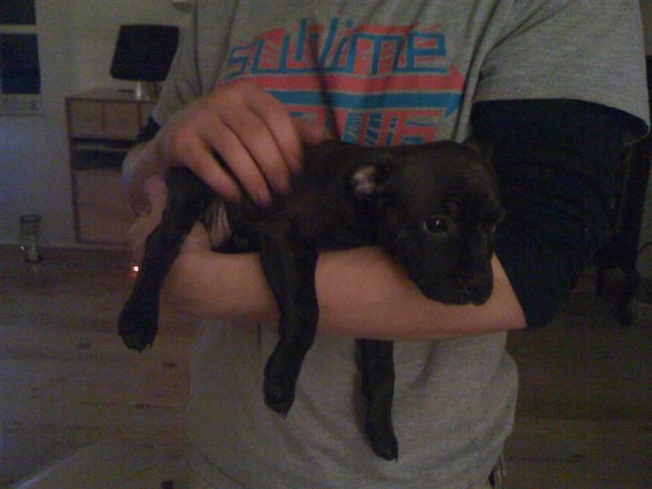 Staffordshire bull terrier Tessie - Lige da lille Tessie kom ind af døren. billede 2