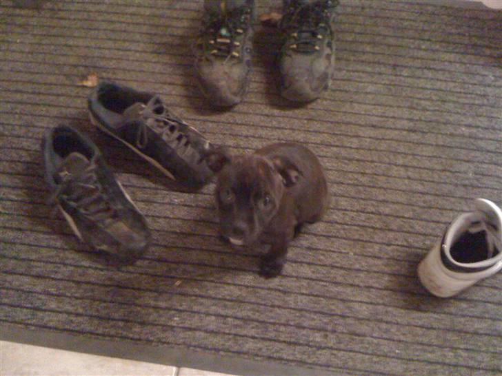 Staffordshire bull terrier Tessie billede 3