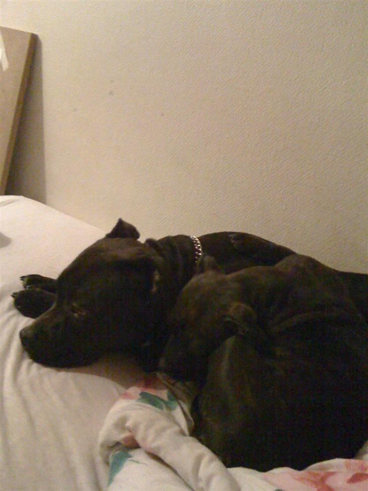 Staffordshire bull terrier Tessie billede 4