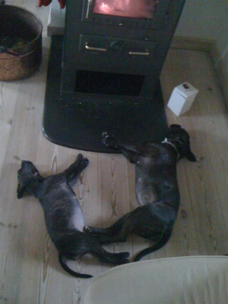 Staffordshire bull terrier Tessie - Tessie og Lucca der nyder varmen.  billede 5