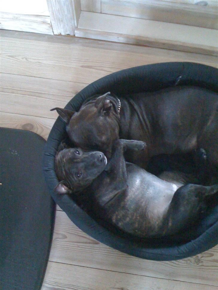 Staffordshire bull terrier Tessie - Chihuahua´s kurv er bare den bedste!! billede 6