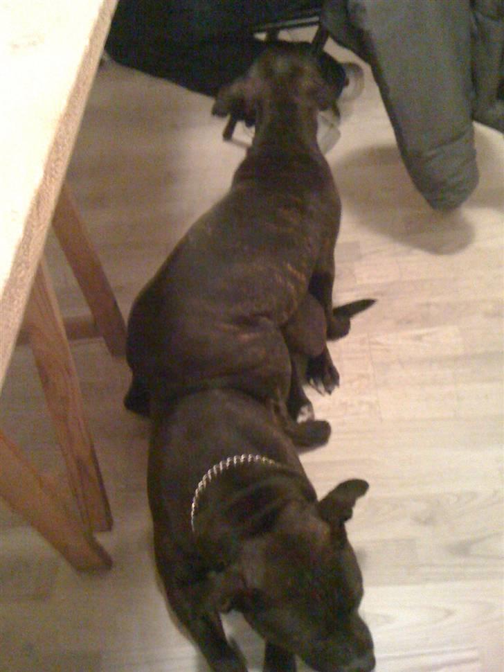 Staffordshire bull terrier Tessie - Så er der røvvarme, Tessie synes gulvet var for koldt, så hun valgte Lucca.  billede 7