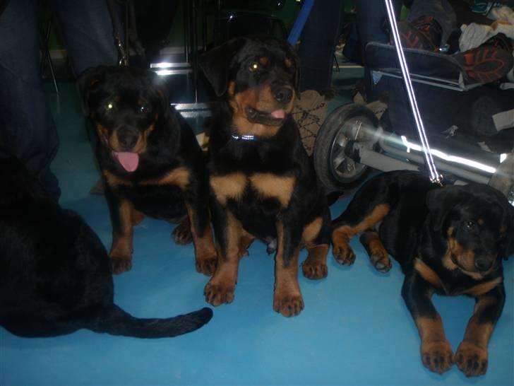 Rottweiler Ai-Jen Anakin R.I.P 2010 billede 2