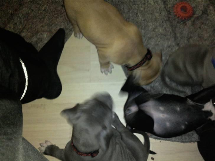 Amerikansk staffordshire terrier Candlelight billede 15