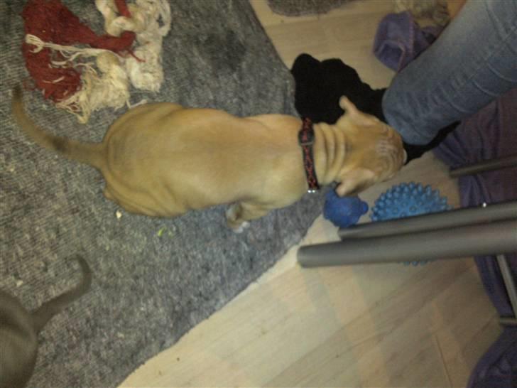 Amerikansk staffordshire terrier Candlelight billede 16