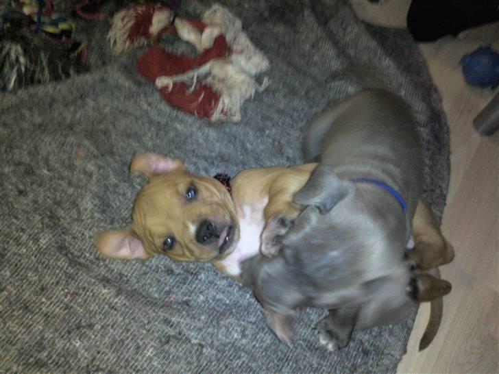 Amerikansk staffordshire terrier Candlelight billede 17