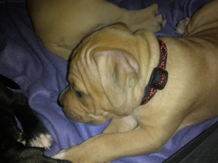 Amerikansk staffordshire terrier Candlelight billede 18