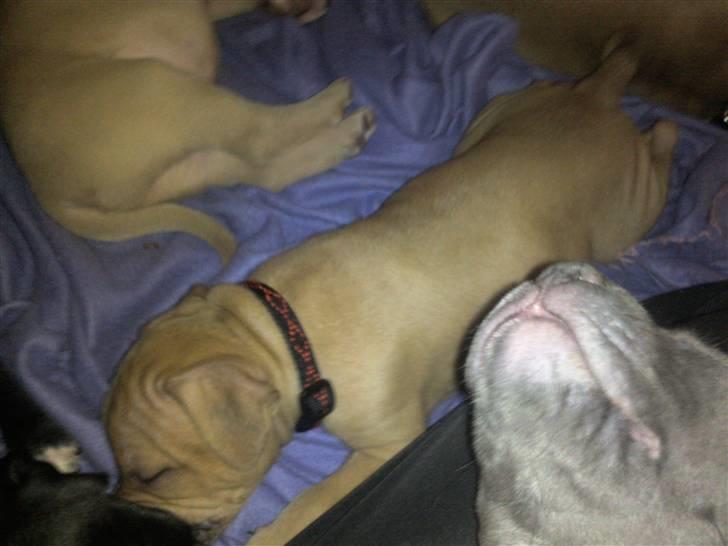 Amerikansk staffordshire terrier Candlelight billede 19