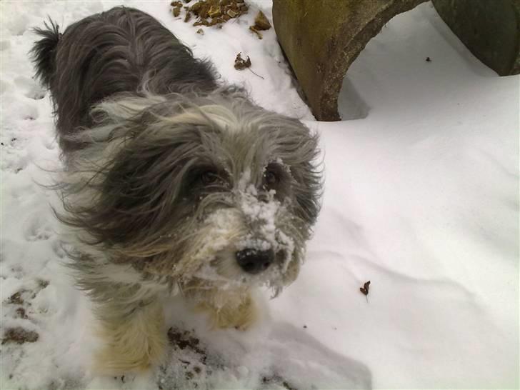 Bearded collie tok billede 1