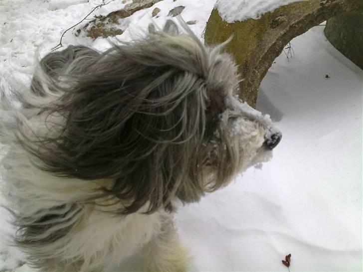 Bearded collie tok billede 2
