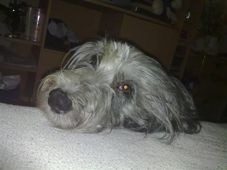 Bearded collie tok billede 3