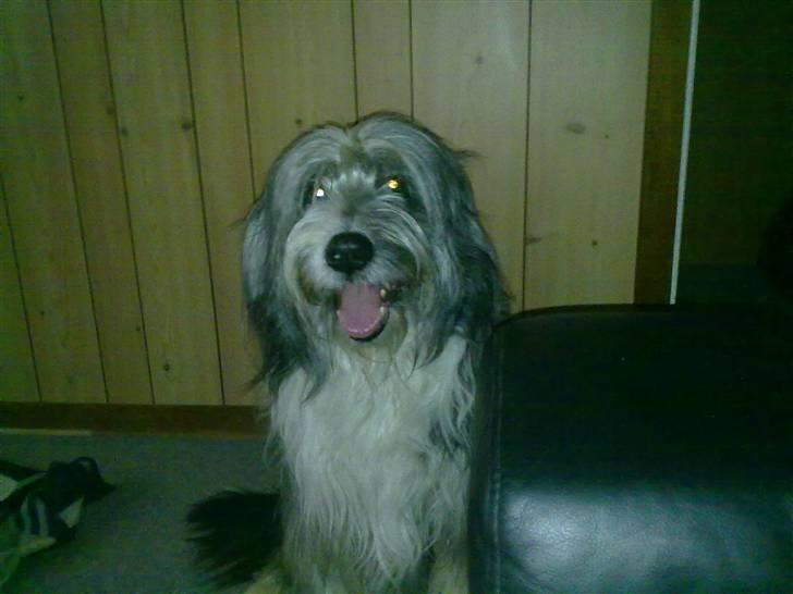 Bearded collie tok billede 4
