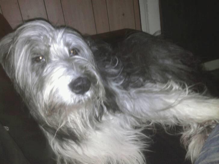 Bearded collie tok billede 5