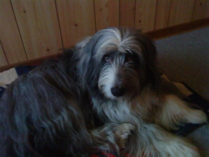 Bearded collie tok billede 6
