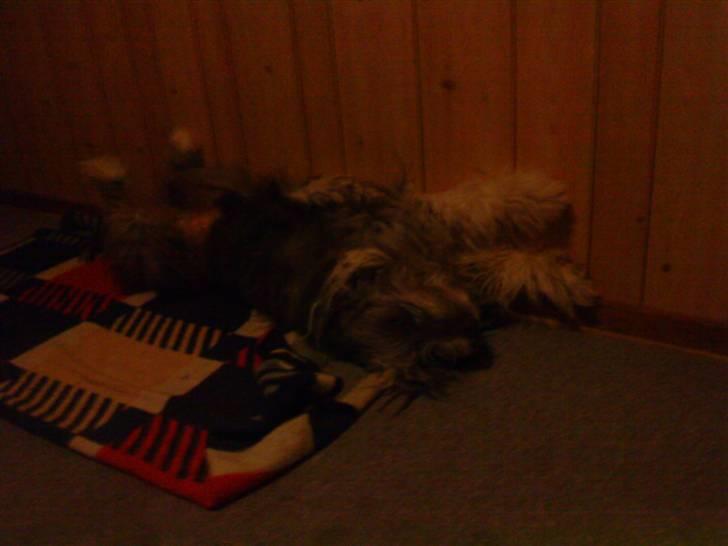 Bearded collie tok billede 7