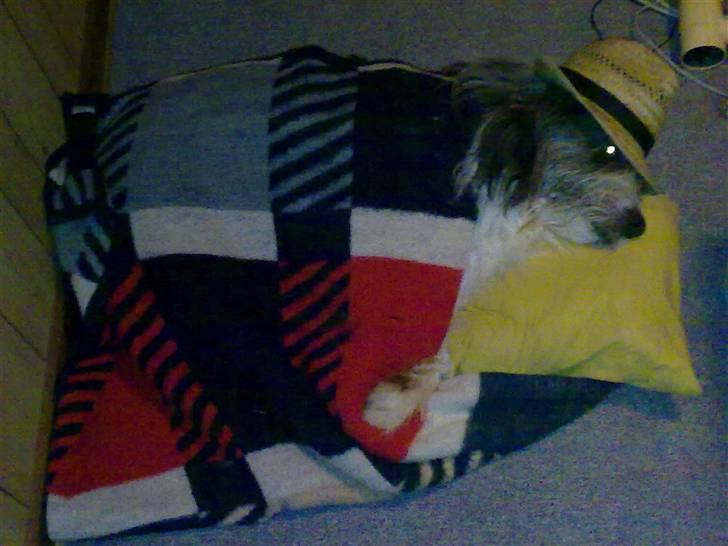 Bearded collie tok billede 8