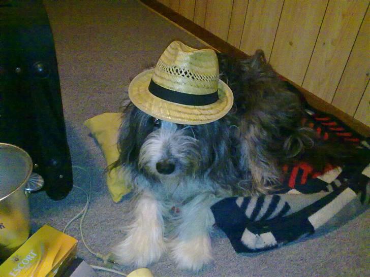 Bearded collie tok billede 9