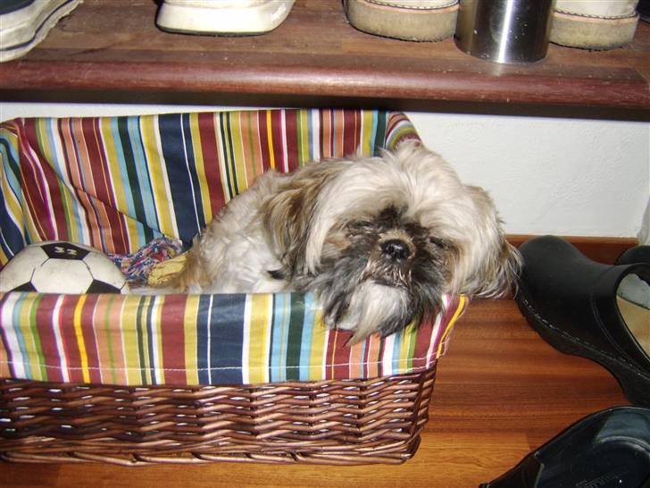 Shih tzu Futte billede 8