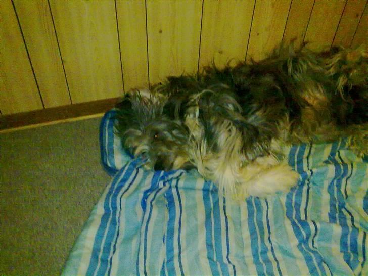 Bearded collie tok billede 10