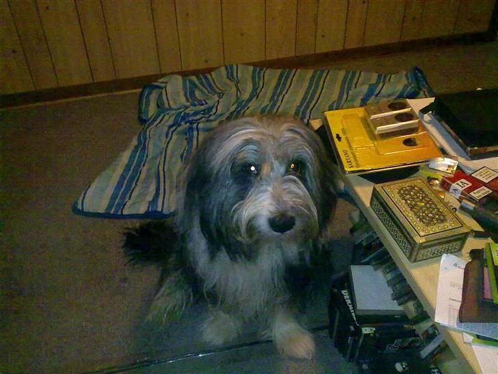 Bearded collie tok billede 11