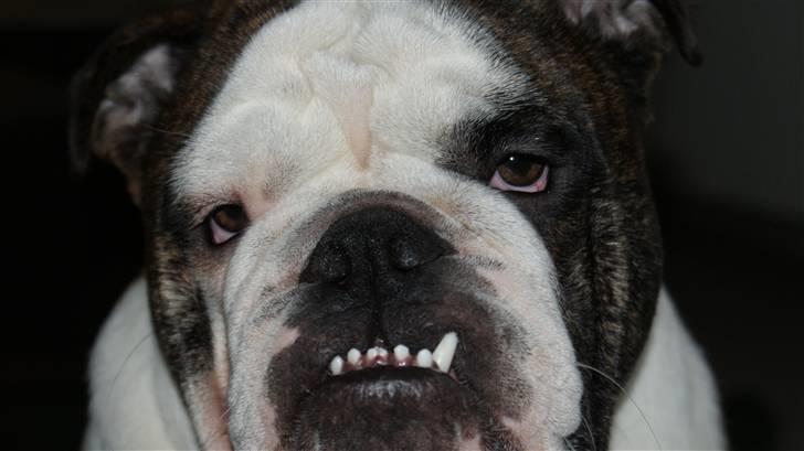 Engelsk bulldog Kenzo Alias Chefen billede 11