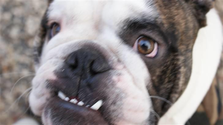 Engelsk bulldog Kenzo Alias Chefen billede 12