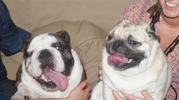 Engelsk bulldog Kenzo Alias Chefen billede 13