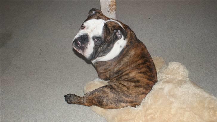 Engelsk bulldog Kenzo Alias Chefen billede 14