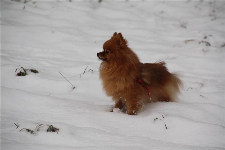 Pomeranian Zuie billede 12