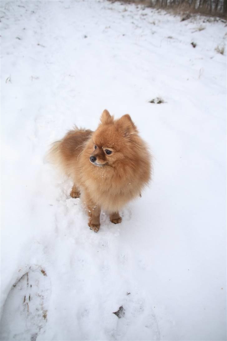 Pomeranian Zuie billede 13