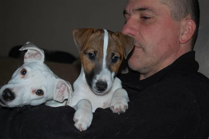 Jack russell terrier Cæsar - sammen med min race søster Fenja billede 6