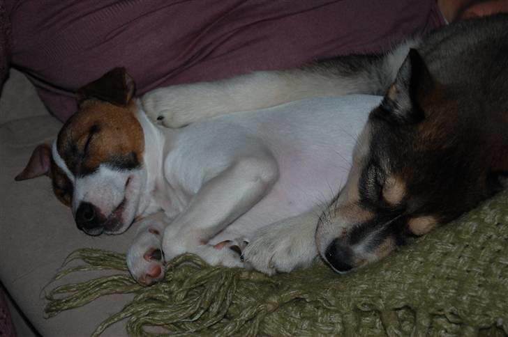 Jack russell terrier Cæsar - dejligt at putte med en slædehund, giver god varme billede 7