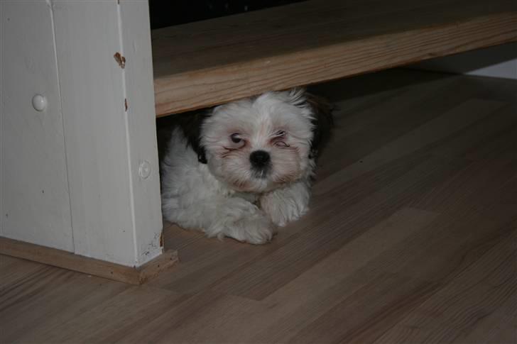 Shih tzu BUSTER billede 2