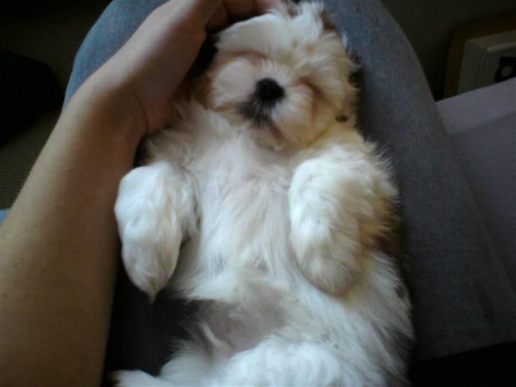 Shih tzu BUSTER billede 3