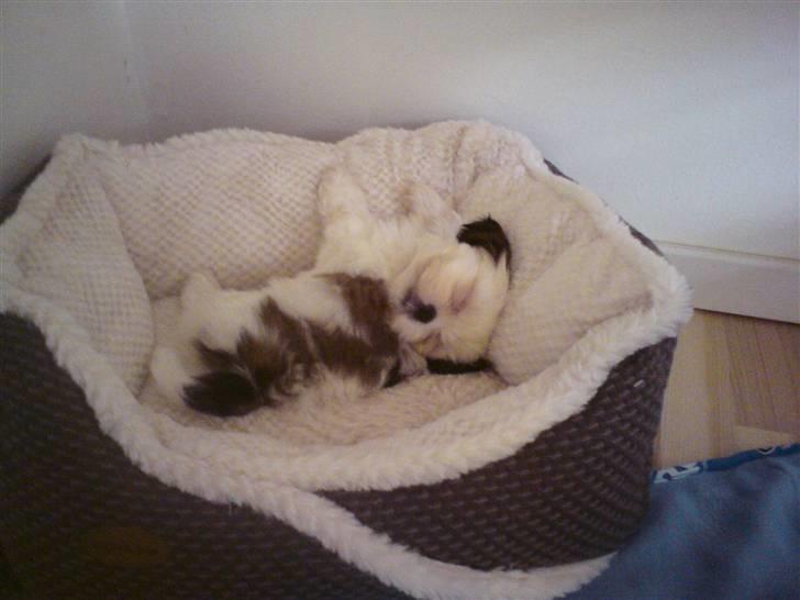 Shih tzu BUSTER billede 4