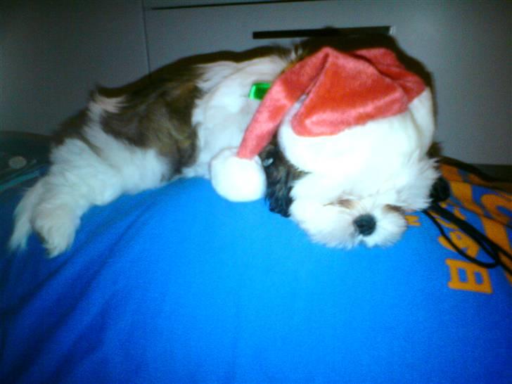 Shih tzu BUSTER billede 5