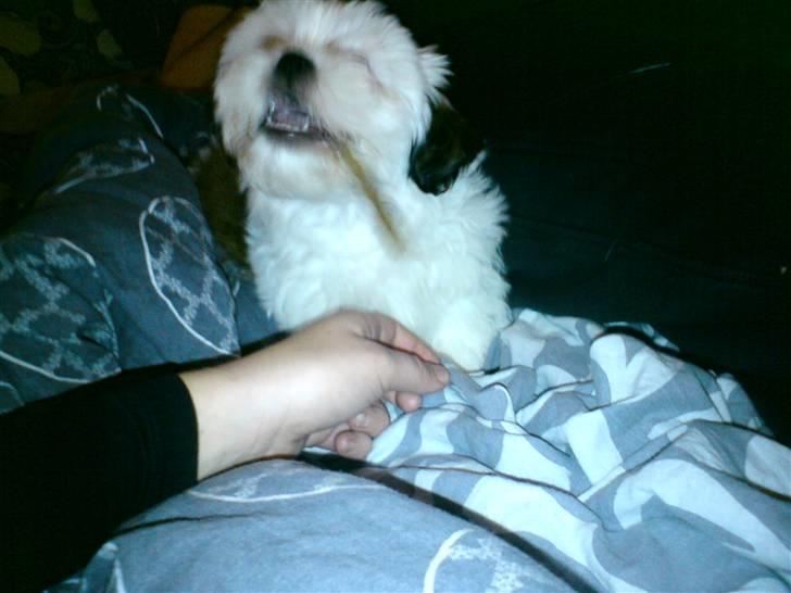 Shih tzu BUSTER billede 6