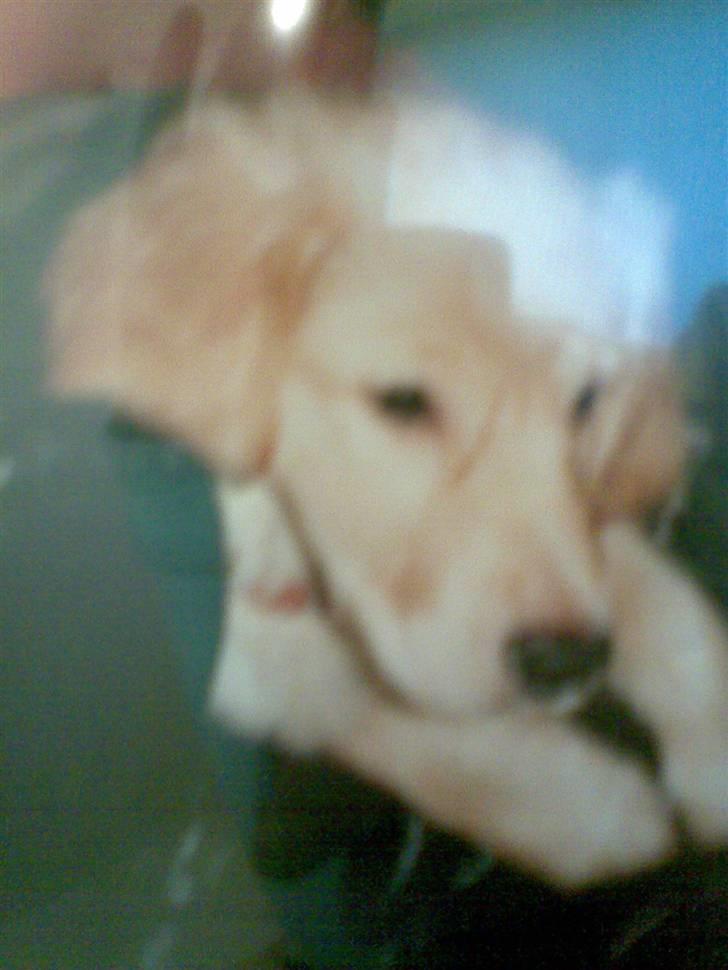 Golden retriever diesel RIP billede 1